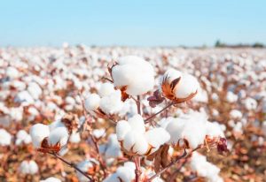 Bông vải cotton - Phế liệu Quang Đạt