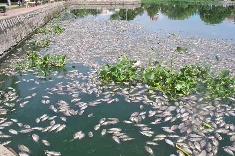 Ca chet hang loat do o nhiem nguon nuoc